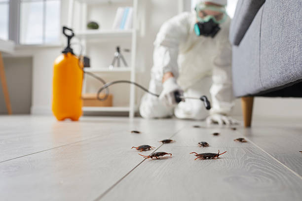Trusted Termite Control service in Deming, NM - Nex Pest Control